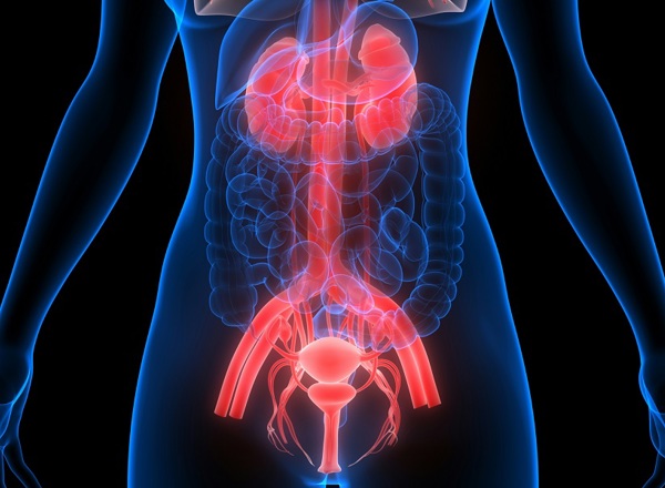 A graphic showing a torso with the organs related to the urinary system highlighted.